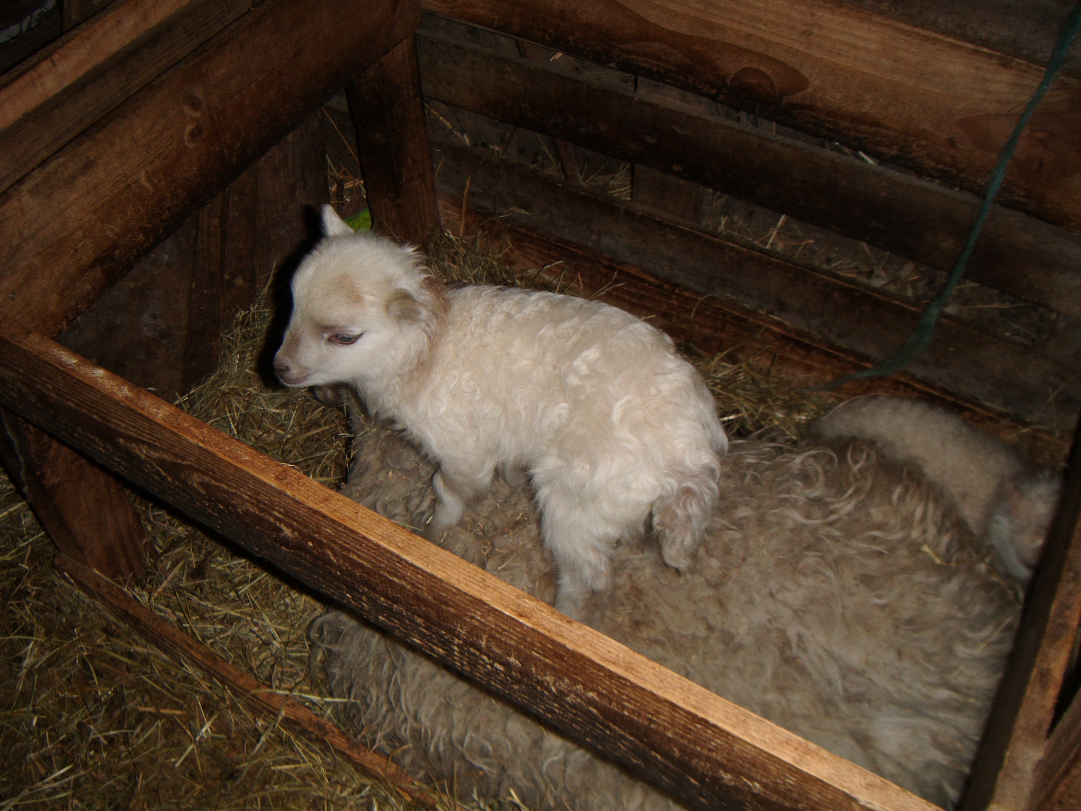 Moutons à vendre Élevage du Massif