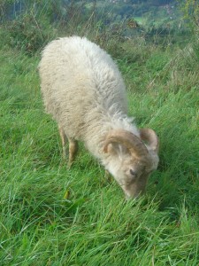 Agneau né en Mars 2014 de Mère noire et de Père inconnu