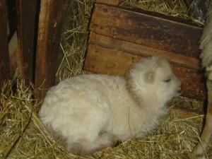 Jeunes agneaux nés en 2015